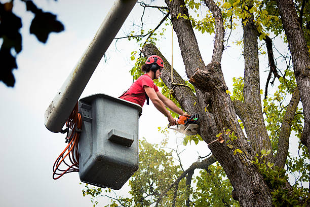 Best Tree Cutting Near Me  in Edgerton, MN